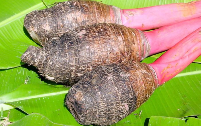 Taro des Australes. Colocasia esculenta. © Tahiti Heritage