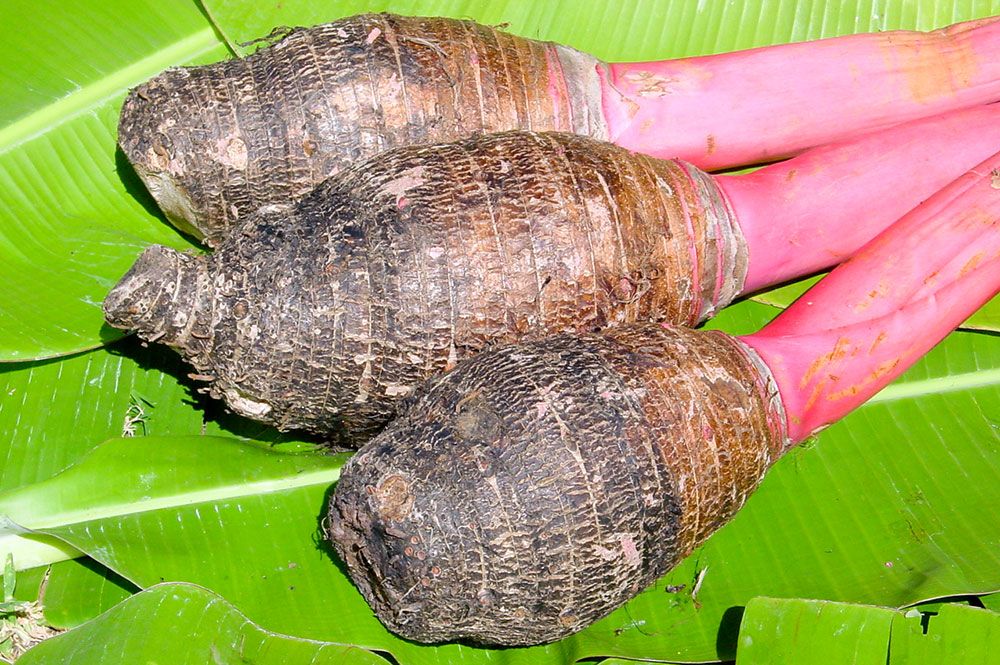 Taro des Australes. Colocasia esculenta.