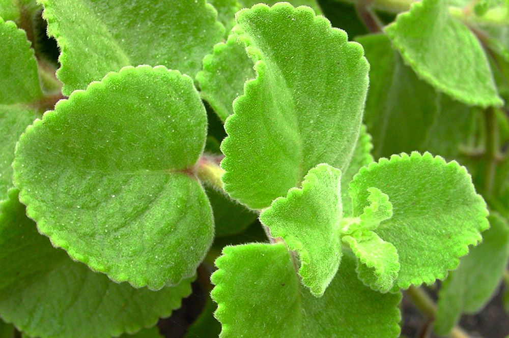 Thym indien, Plectranthus amboinicus,