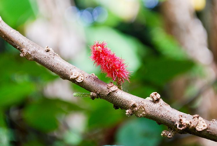 Queue de chat ou Acalypha, le jouet écolo des enfants tahitiens