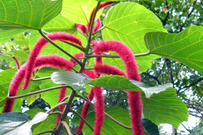 Queue de chat, Acalypha hispida