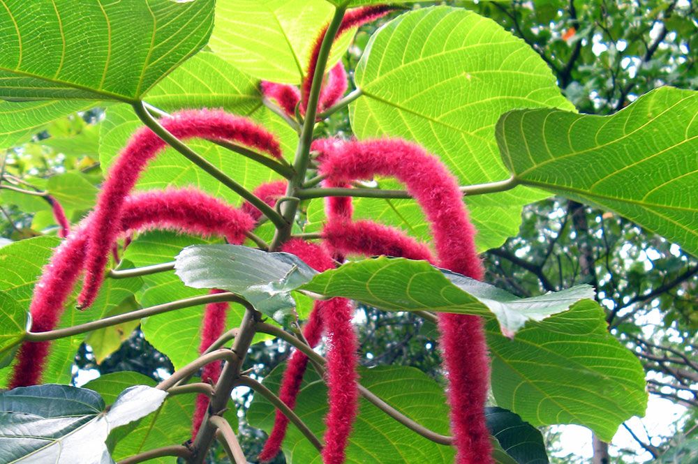 Queue de chat, Acalypha hispida