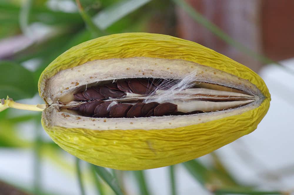 Fruit de la liane de cire ( Stéphanotis). Photo David Edward