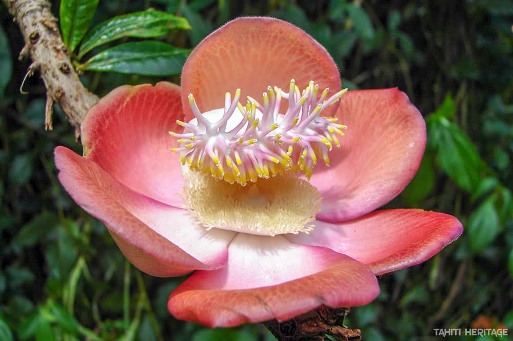 Fleur de Couroupita guianensis, Cannon ball ©Tahiti Heritage