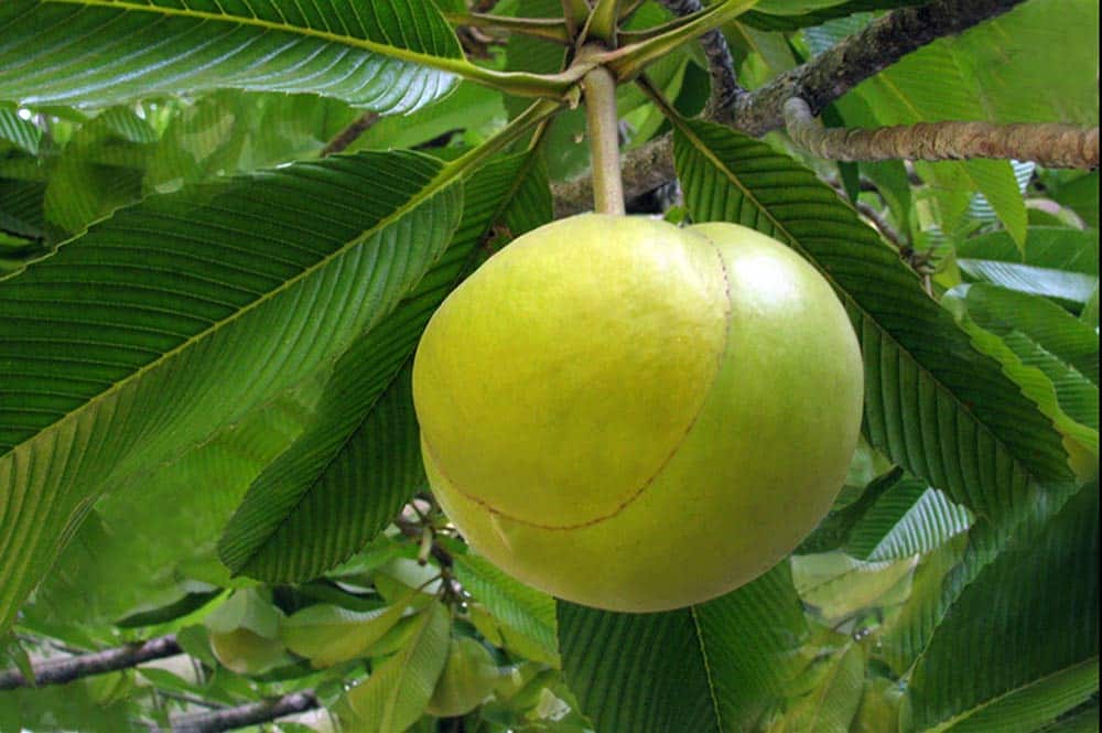 Pomme éléphant - Dillenia indica