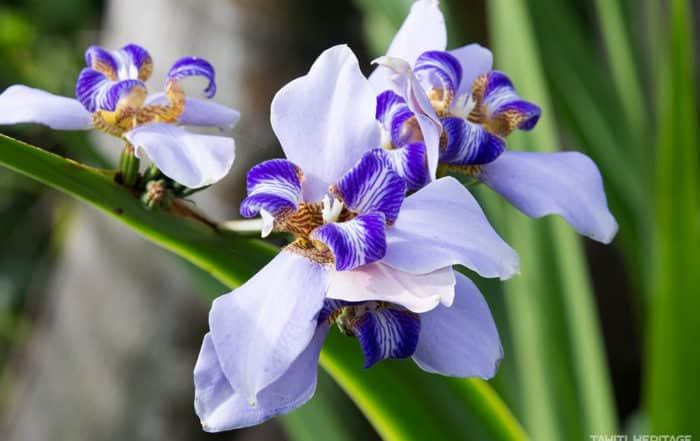 Iris, l'or bleu de la parfumerie