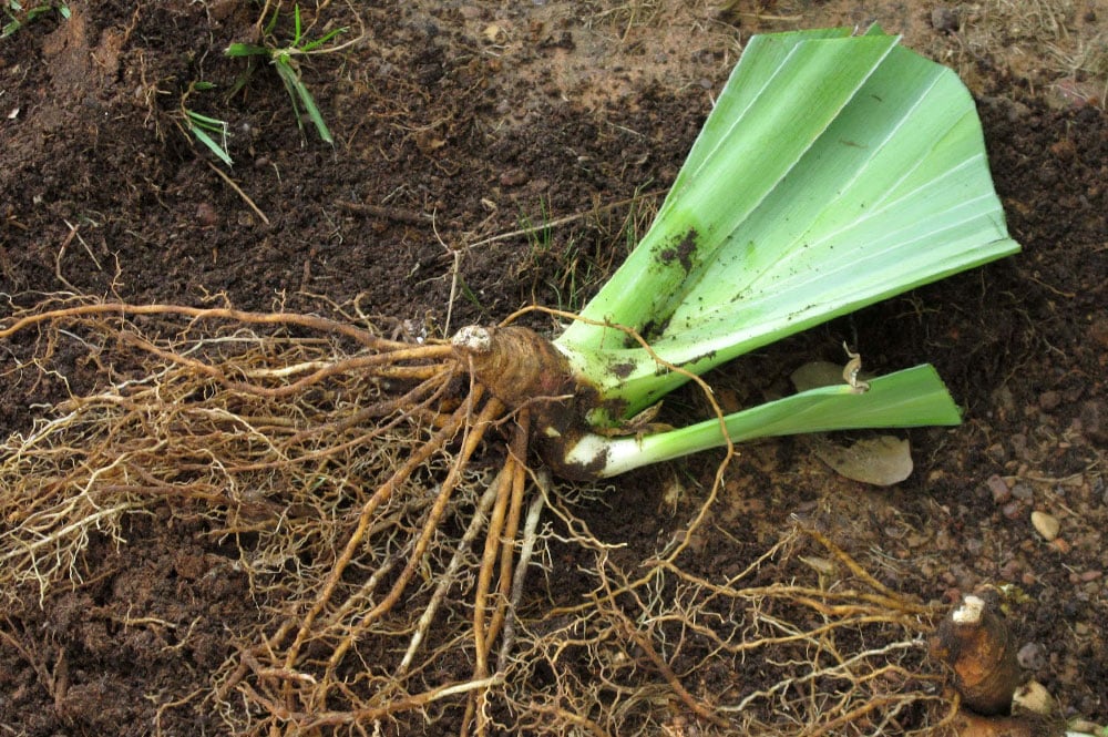 Rhizome d'iris. Photo Garden Thymes