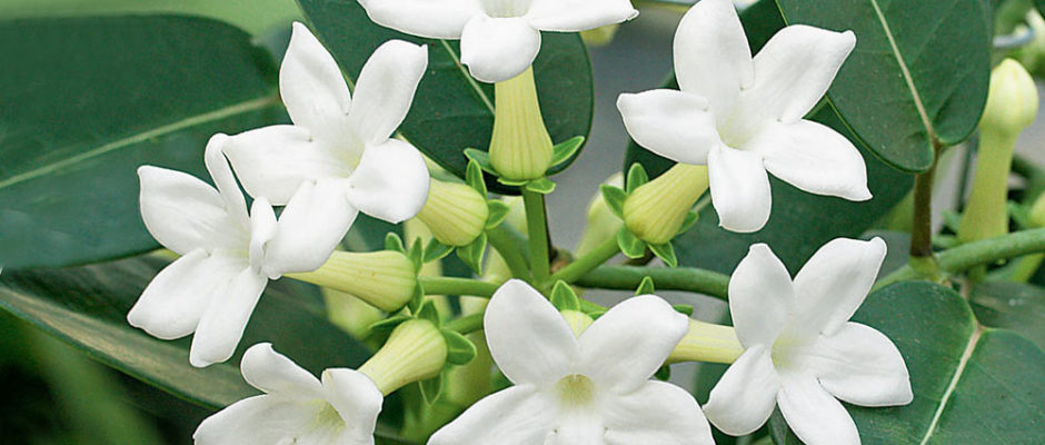 Stephanotis, la liane de cire