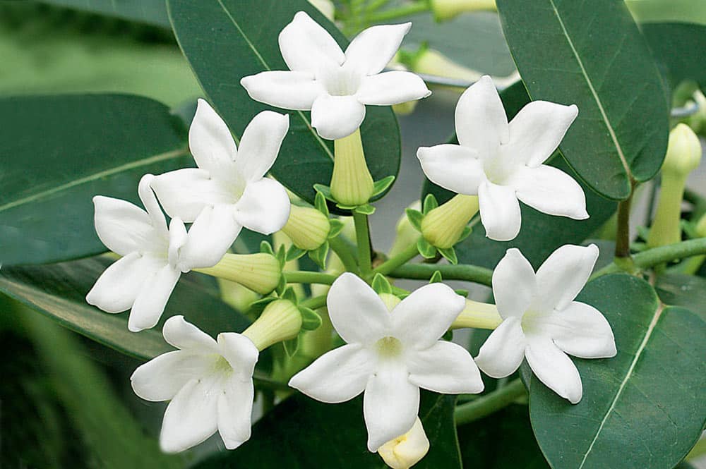 Stephanotis, la liane de cire