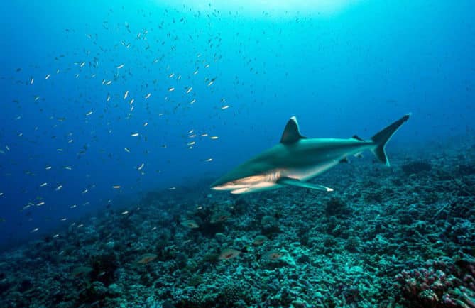Requin à pointe blanche d'Avatoru, Rangiroa. Photo Sylvain Girardot