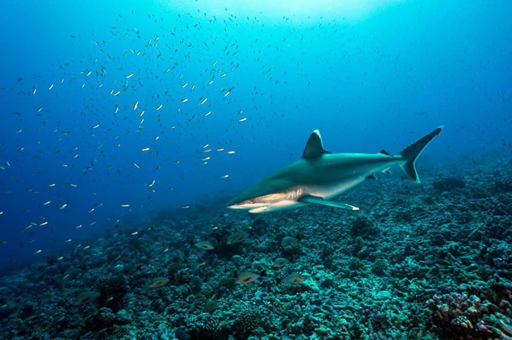 Requin à pointe blanche d'Avatoru, Rangiroa. Photo Sylvain Girardot