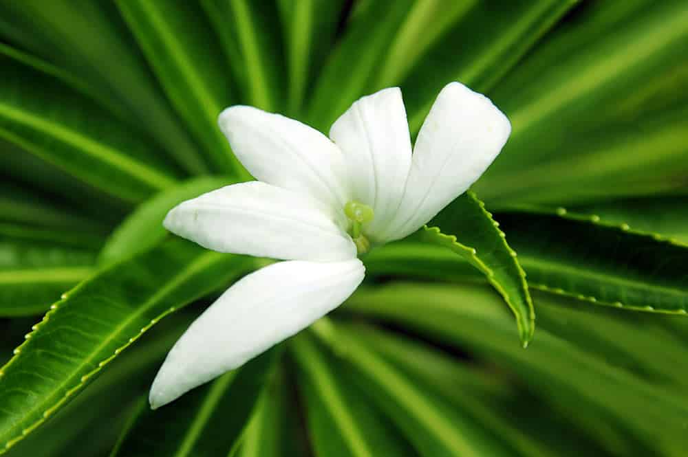 Tiare apetahi, fleur endémique de Polynésie française