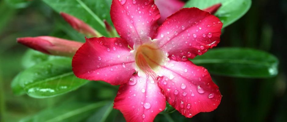 Adenium, Tipanie Bangkok, Rose du désert. Photo Christian Chene