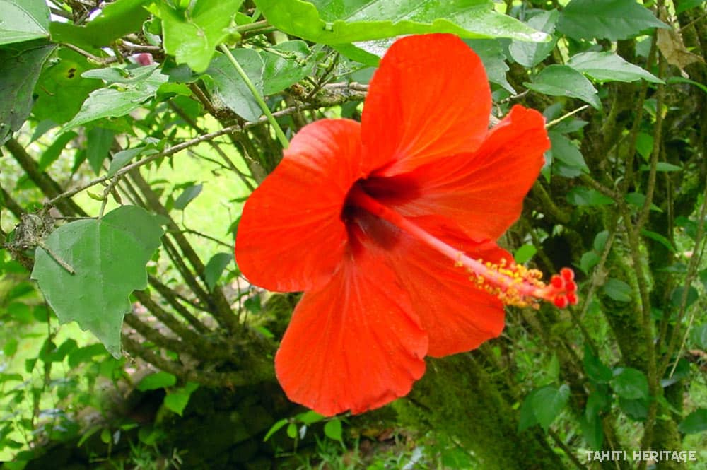 Aute de Tahiti, Hibiscus rouge