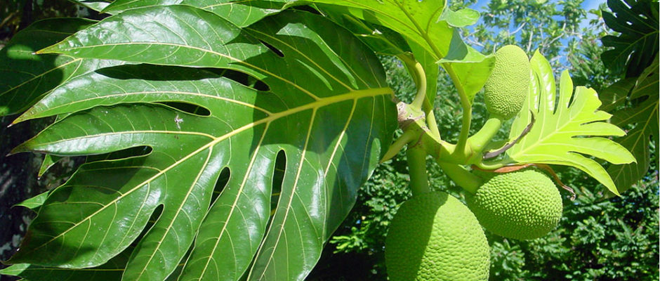 Uru, fruit de l'arbre à pain. Artocarpus altilis © Tahiti Heritage