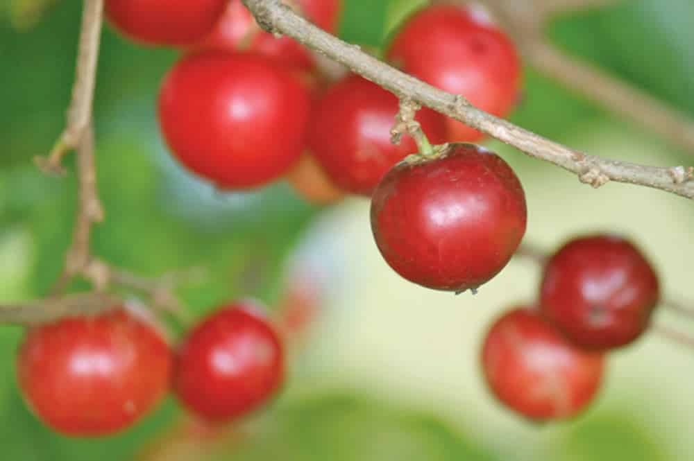 Lovi-lovi. Flacourtia inermis