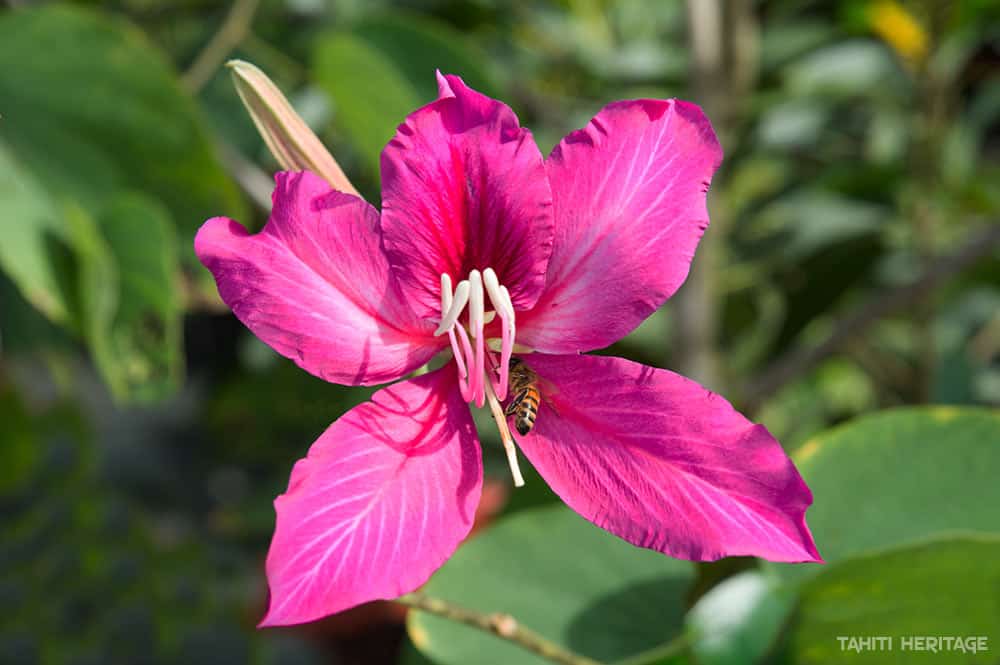 Bauhinia purpurea