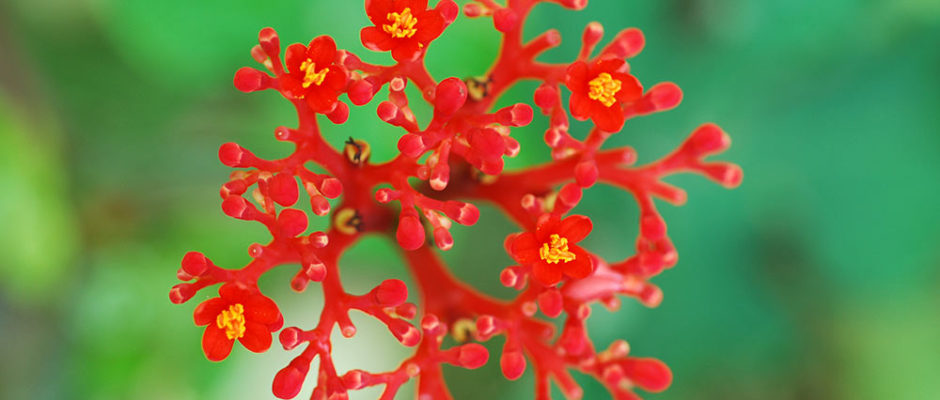 Medicinier,Jatrope, Jatropga podagrica