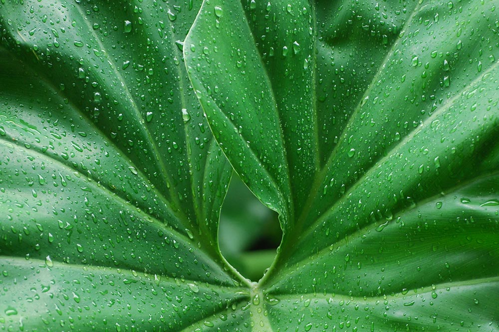 Rosée sur feuille d'Ape © Tahiti Heritage