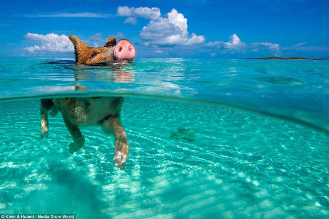 Cochon dans mer (Bahamas) Photo Kein Hubert Media drum worlf