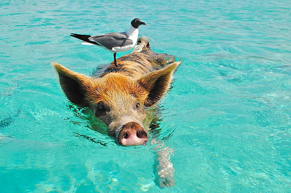 Cochon dans mer (Bahamas) Photo Lisa Larsen
