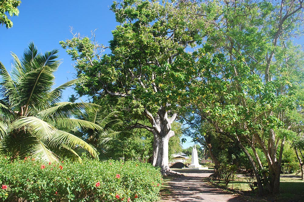 Noyers de l'évêché de Tahiti en 2006 © Tahiti Heritage