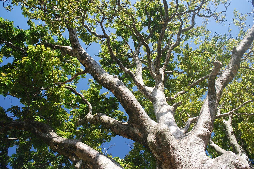 Branches de Noyer Mission © Tahiti Heritage