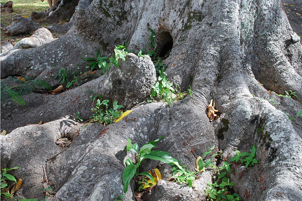 Racines de Noyer Mission © Tahiti Heritage