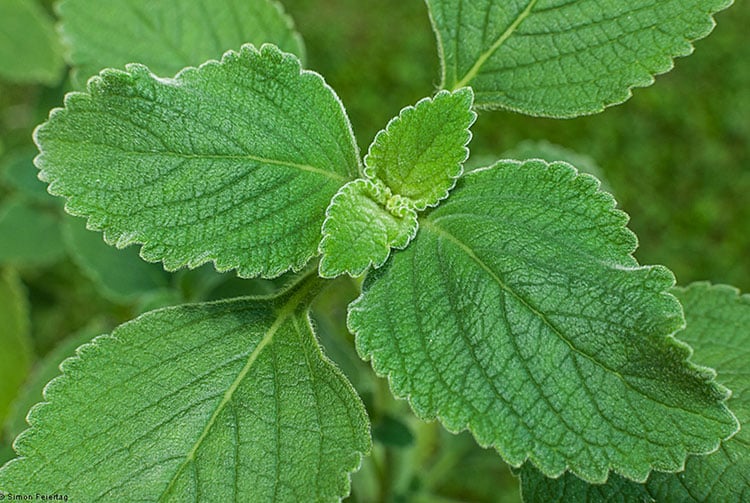 Plectranthus barbatus. Photo Simon Feiertag