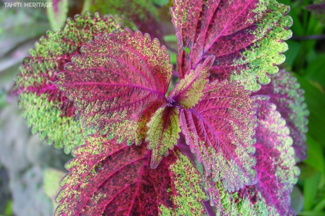 Coleus vert rose. Plectranthus scutellarioides ©Tahiti Heritage