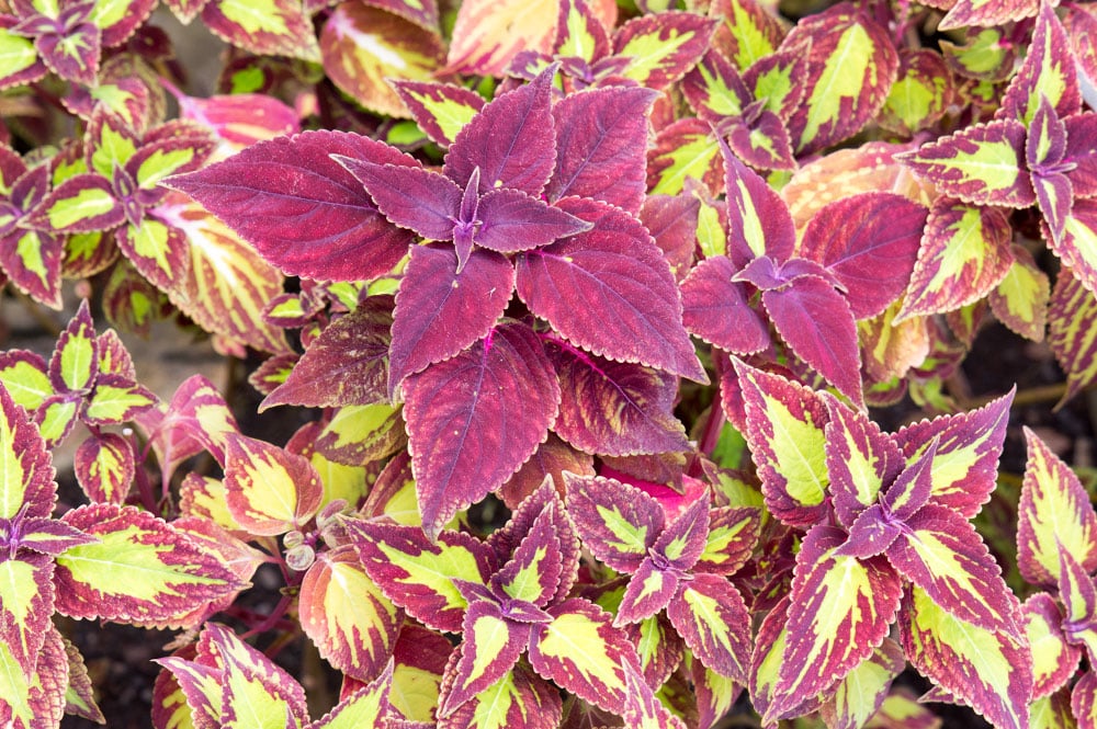 Coleus. Plectranthus scutellarioides 