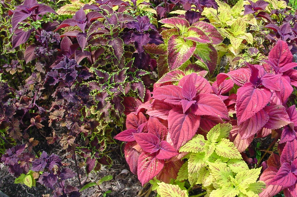 Coleus. Plectranthus scutellarioides 