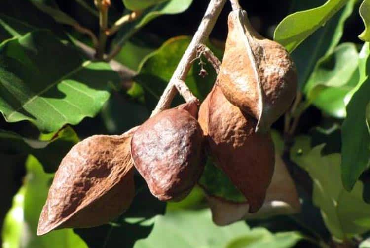 Graines de Toto margot - Heritiera littoralis