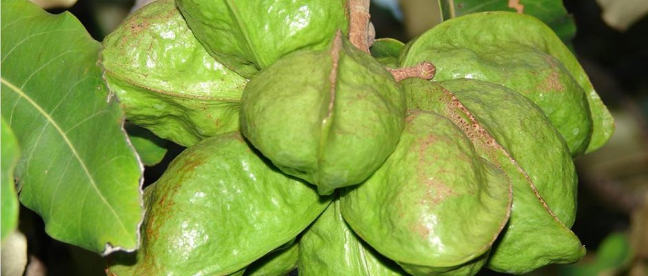 Graines vertes de Toto margot - Heritiera littoralis