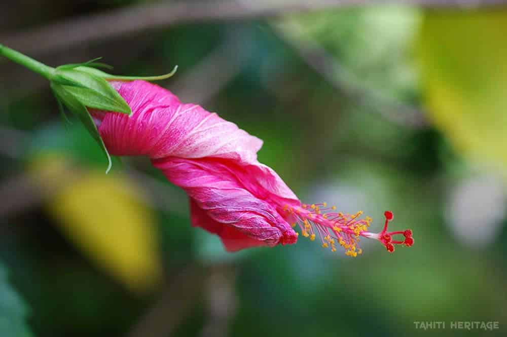 Hibiscus rosa sinensis fané © Tahiti Heritage