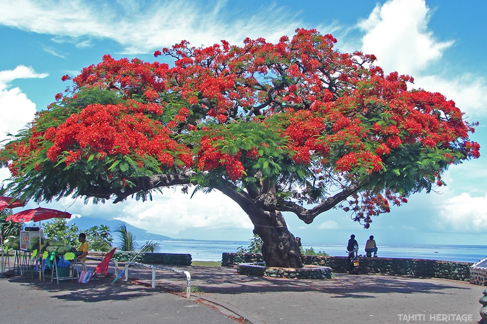 Feuillage de Flamboyant, Delonix regia