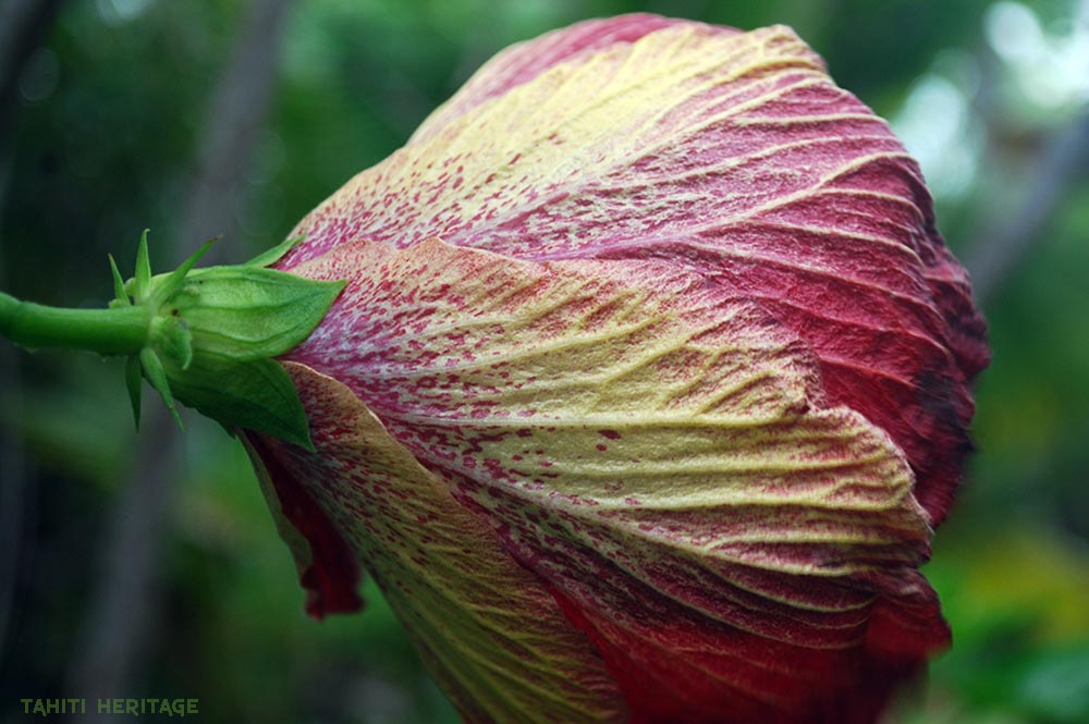 Envers d'Hibiscus rosa sinensis © Tahiti Heritage