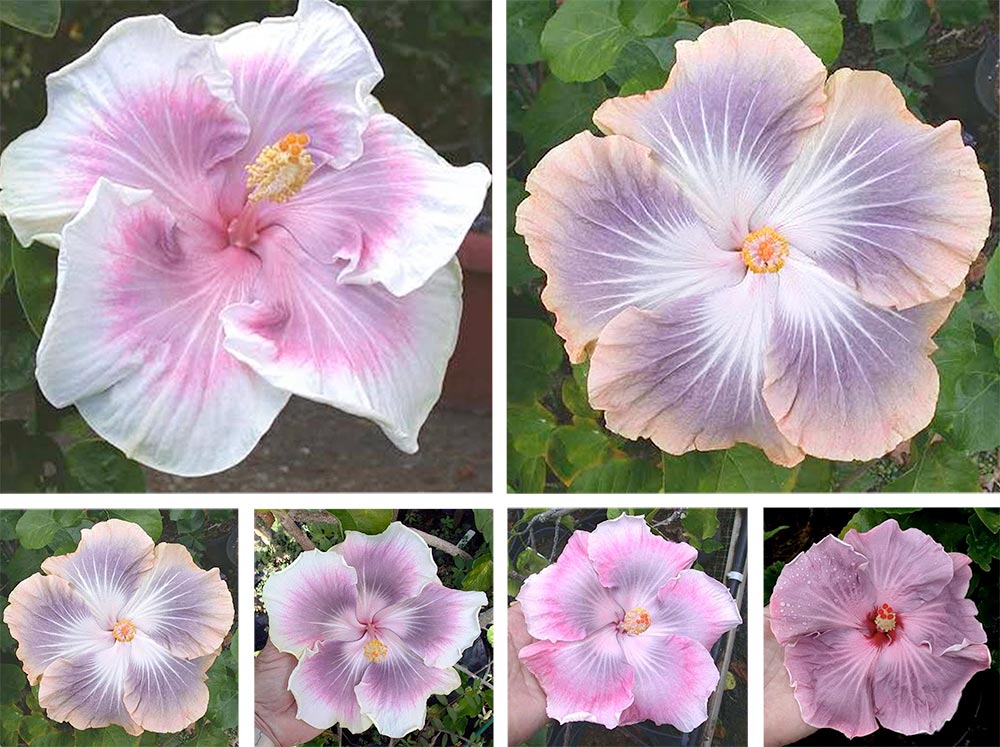 Mariage de fleurs d'hibiscus rosa sensis. Photos Dick Johnson