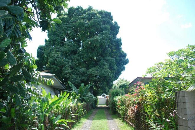 Manguier Tutehau de la famille Adam à Farepiti, Papeete