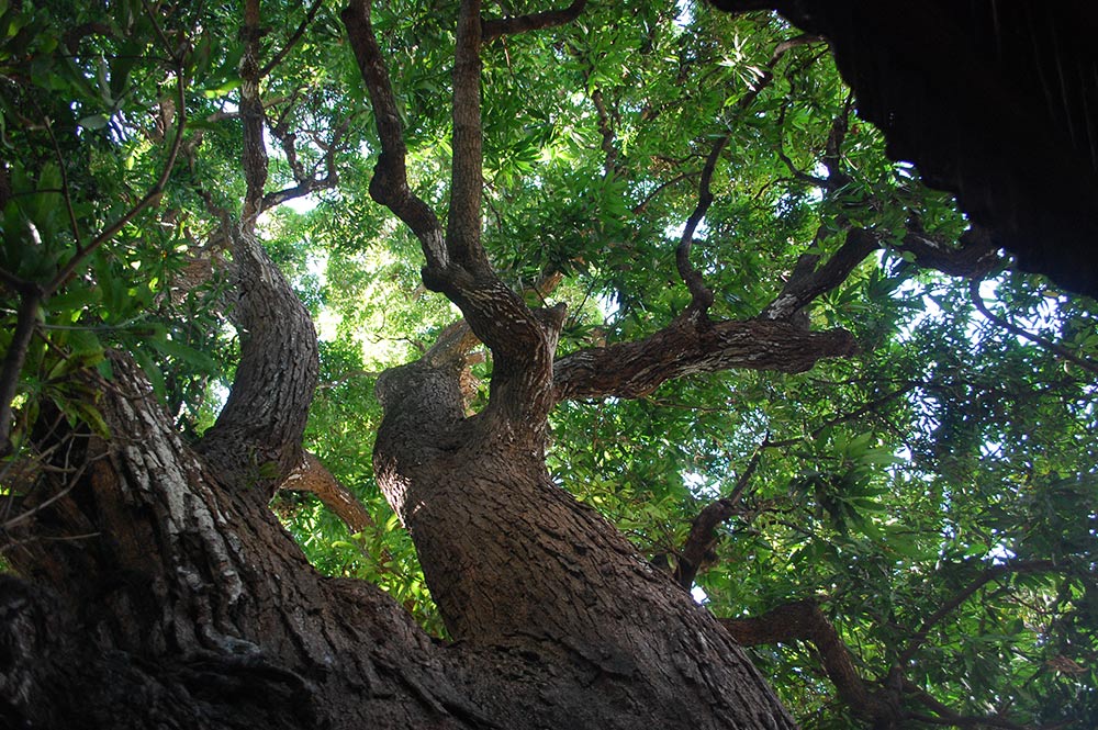 Branches du Manguier Tutehau de Farepiti, Papeete