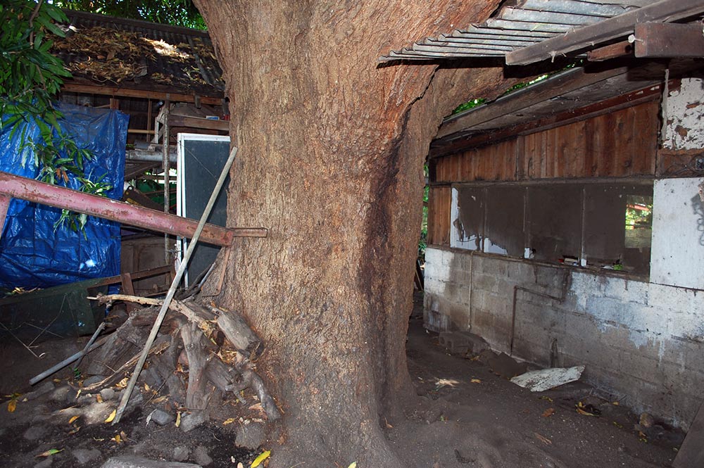 Tronc du Manguier Tutehau de Farepiti, Papeete