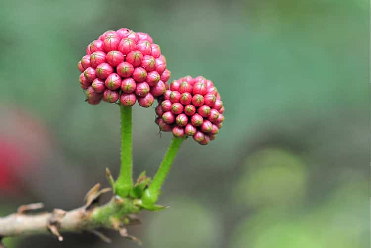 Fruits de Calliandra haematocephala. Photo Laurent Francini