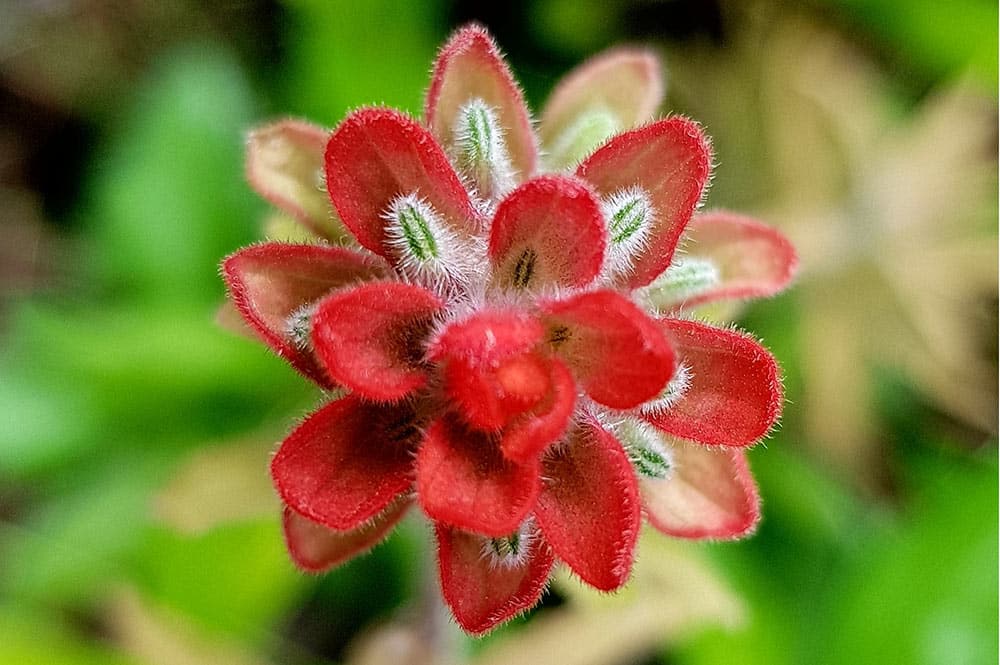 Pinceau indien. Castilleja arvensis. Photo Chantal Tahiti iti