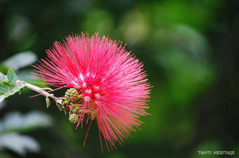 Arbre aux houppettes. Calliandra haematocephala. © Tahiti Heritage