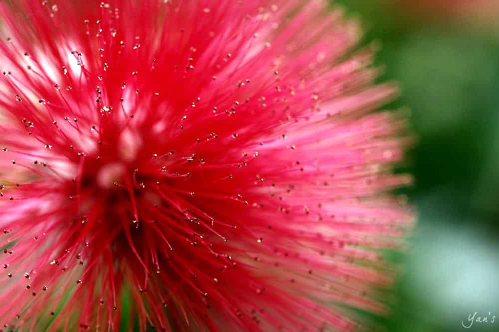 Pompon de Calliandra haematocephala. Photo Yan Piersegaele