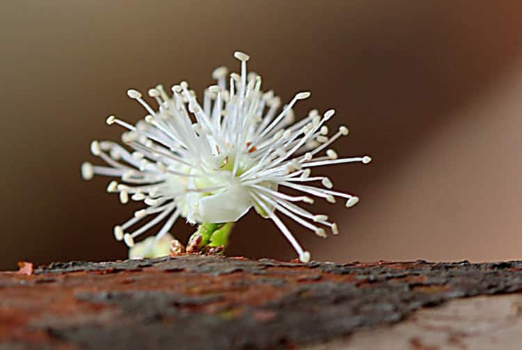 Fleur de Jaboticaba