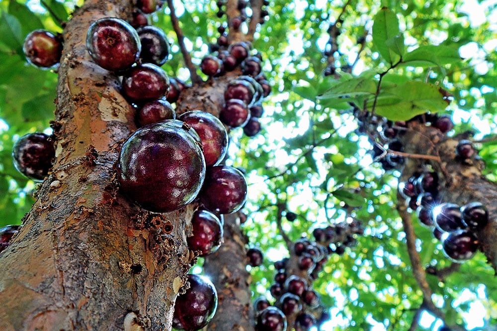 Jaboticaba. Photo Adriano-Makoto-Suzuki