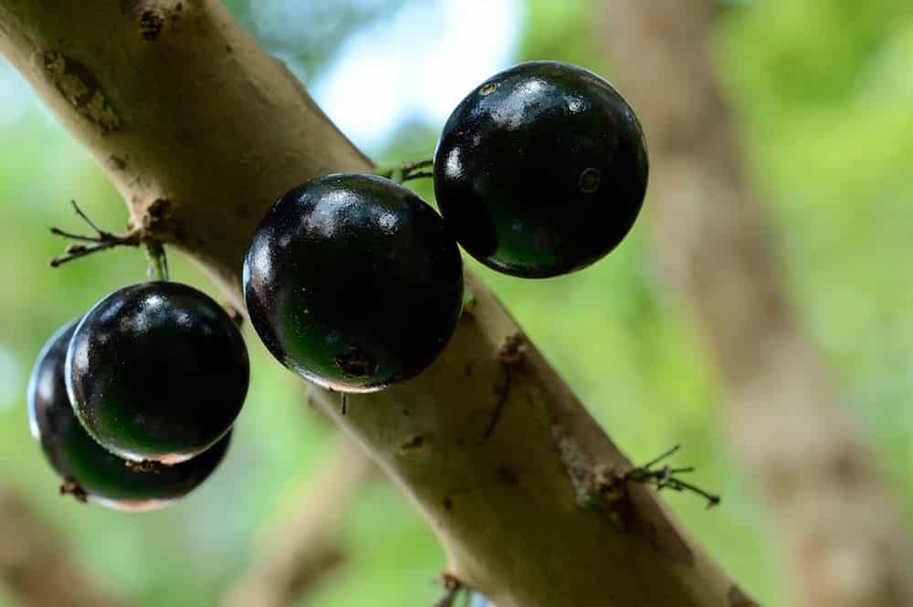 Fruits de Jaboticaba