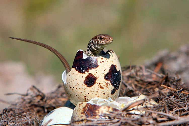 oeuf de lézard