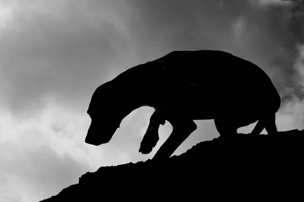 Silhouette de chien en contre-jour